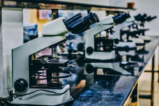 棕榈大道留学 从父母反对到中介陷阱，她如何破局申8中7并拿下CMU科技中介服务录取